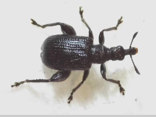 Deporaus betulae